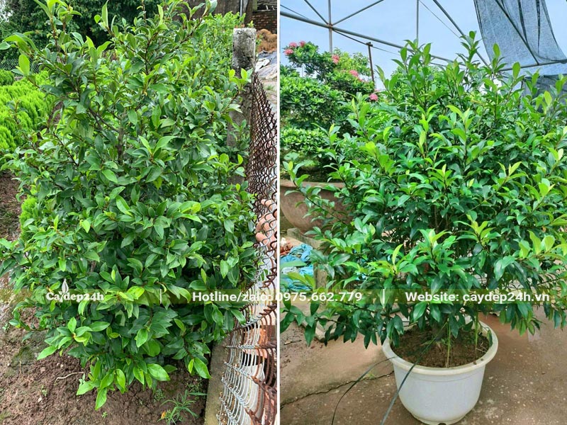 Trồng cây Lan Tiêu trong chậu cảnh đường kính 40cm