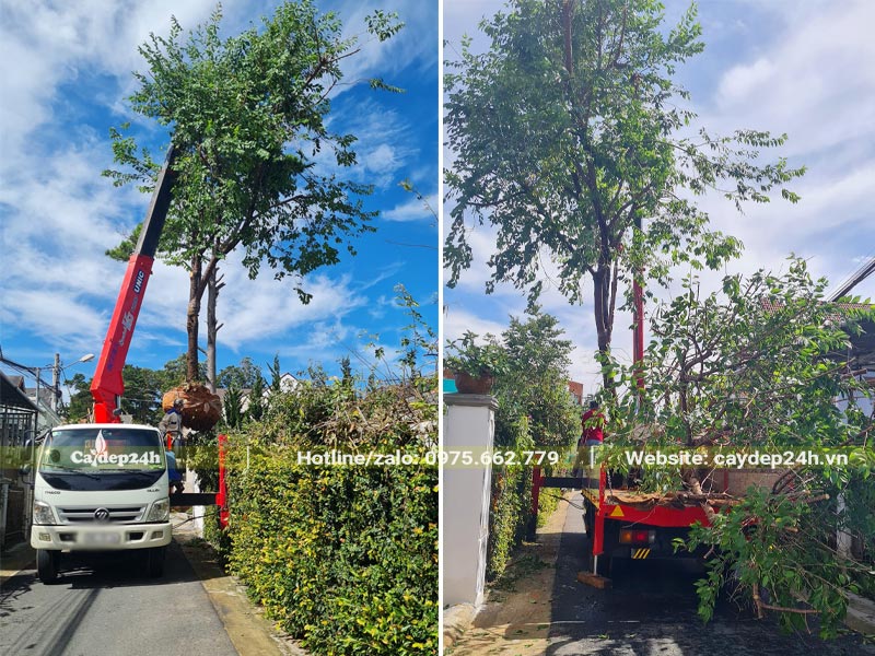 Cần cẩu đang nhấc cây Mai Anh Đào từ trên xe đưa vào hố trồng
