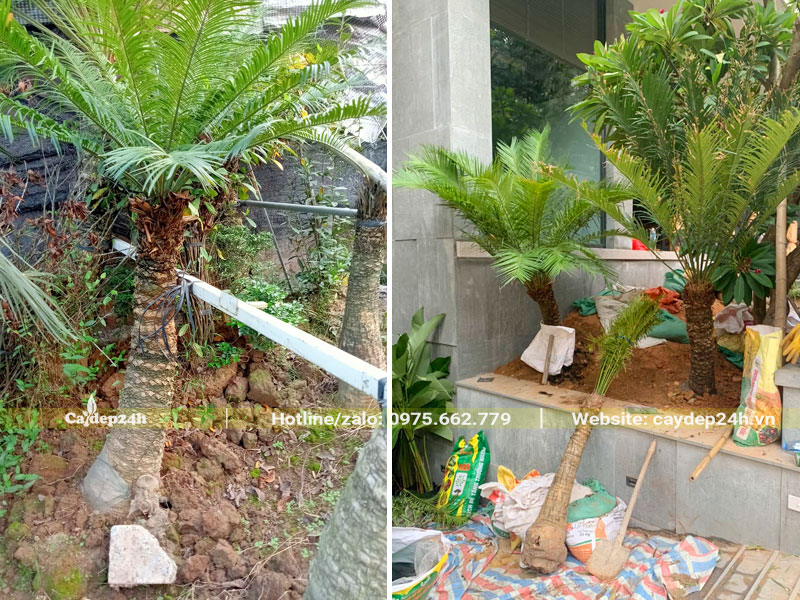 Thi công trồng cây Thiên Tuế nhỏ, chiều cao lóng thân 1m