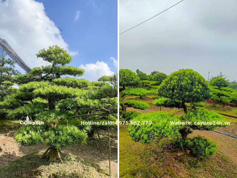 Uốn và tạo tầng tán đẹp cho cây La Hán Tùng