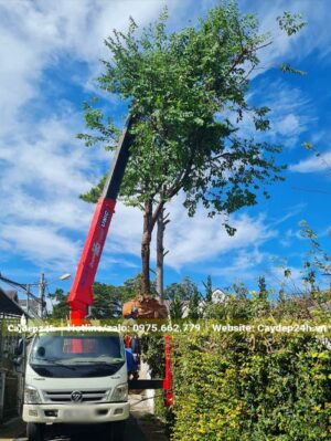 Cây Mai Anh Đào lâu năm mới bứng bầu
