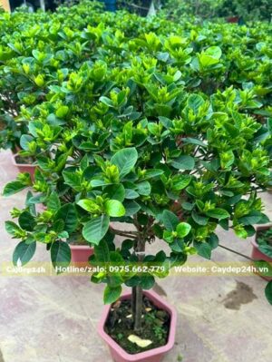 Hàng bán sẵn, cây trồng trong chậu nhựa, chiều cao khoảng 1m