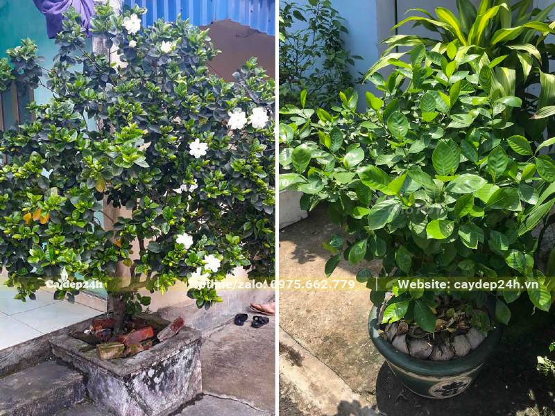 Cây Hoa Bạch Thiên Hương trồng trong chậu cảnh, bồn hoa trước nhà