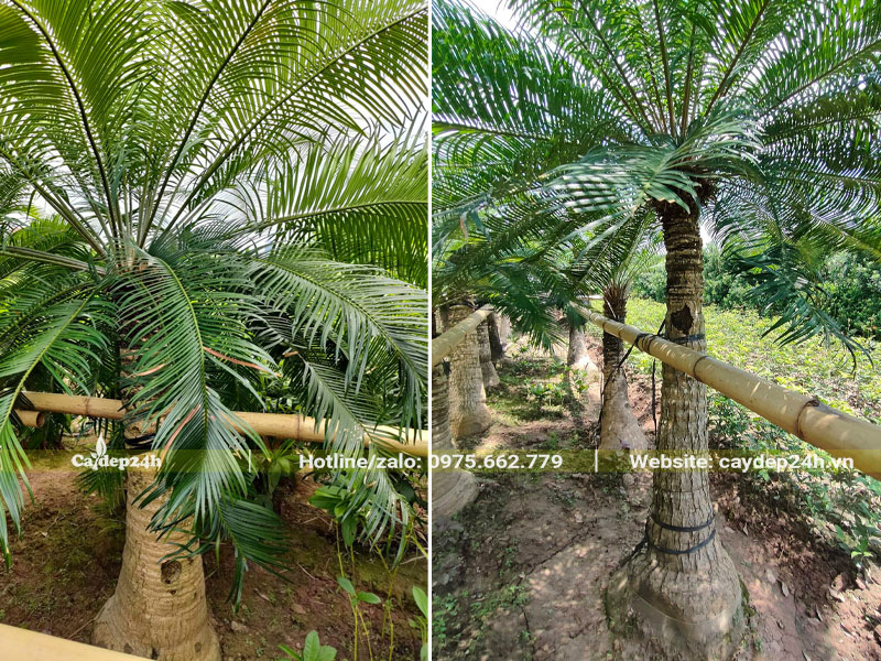 Những hàng cây Thiên Tuế lóng thân cao 1 - 1.5m