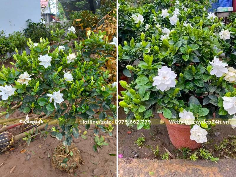 Cây Dành Dành nở hoa trắng xinh đẹp
