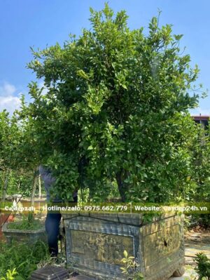 Chậu cây hoa Lan Tiêu cổ thụ trồng trong chậu cảnh bằng đá