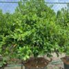 Chậu cây cảnh Lan Tiêu đẹp, chiều cao khoảng 80 - 90cm