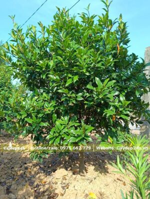 Cây Lan Tiêu lâu năm chiều cao 1m2