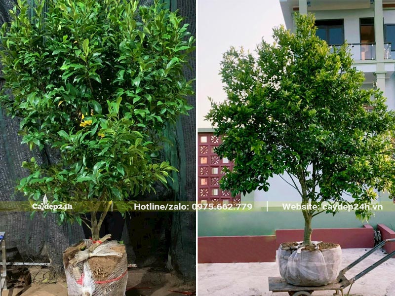 Cây Lan Tiêu đánh thẳng cao hơn 2m