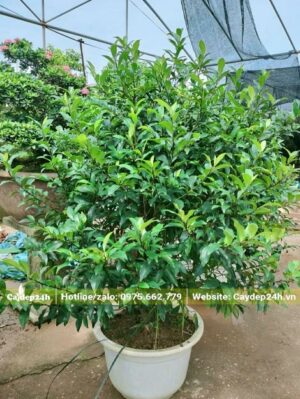 Cây hoa Lan Tiêu trồng chậu cảnh cao 1,6m