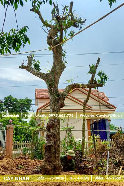 Cây Nhãn cổ thụ đường kính gốc hơn 40cm
