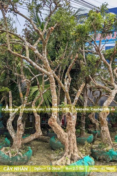 Hàng chục cây Nhãn đường kính gốc 20cm mới bứng bầu