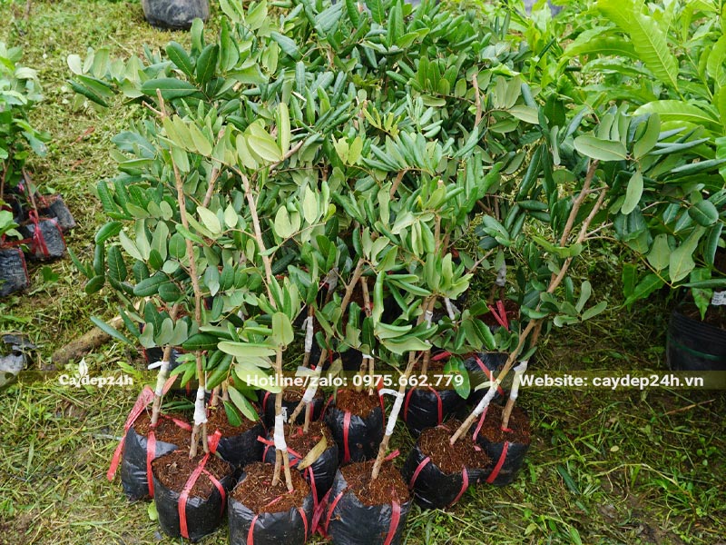 Cây giống Nhãn ghép cành chiều cao khoảng 50cm