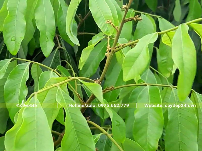 Đọt non của cây nhãn
