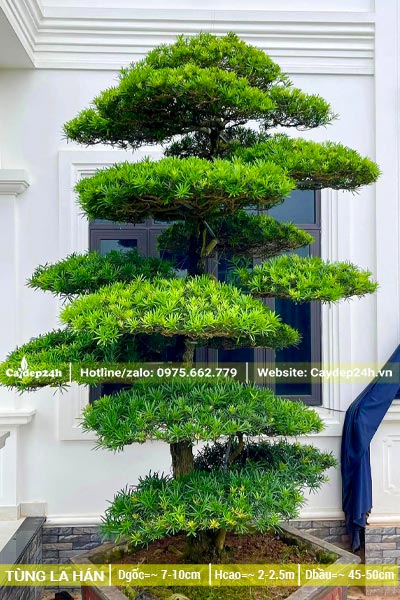 Cây La Hán Tùng bonsai trồng chậu cách chiều cao hơn 2m