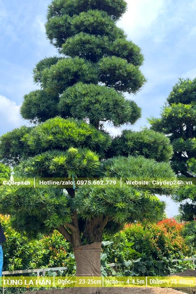 Cây Tùng La Hán cổ thụ chiều cao hơn 4m