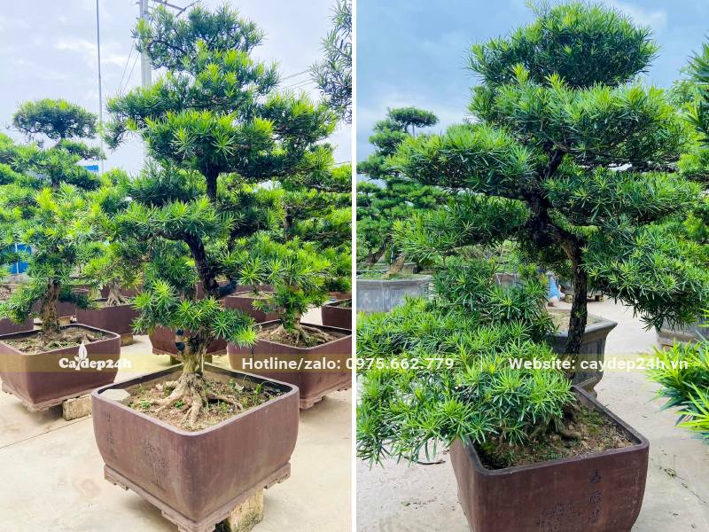 Tùng La Hán bonsai trồng trong chậu cảnh vuông