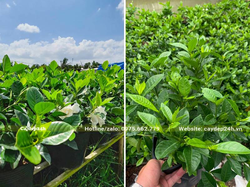 Vườn cây giống Bạch Thiên Hương cao khoảng 30cm