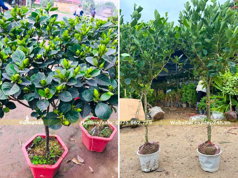Cây Bạch Thiên Hương trồng trong chậu, cao khoảng 0.8 - 1m