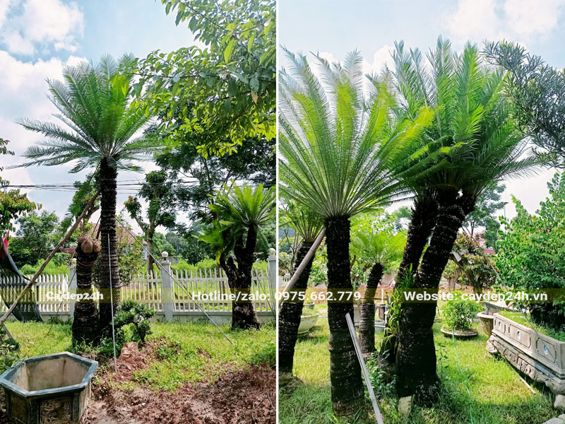 Cây Thiên Tuế trồng nơi thông thoáng ở sân vườn