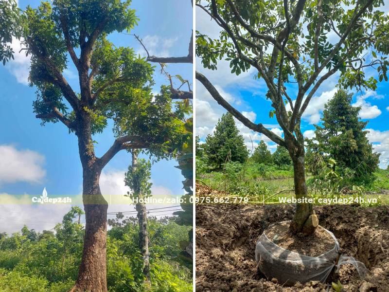 Bứng cây Nhãn trưởng thành, đã tỉa bớt tay cành
