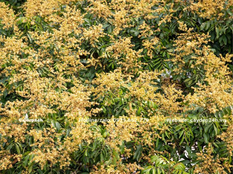 Hoa của cây Nhãn