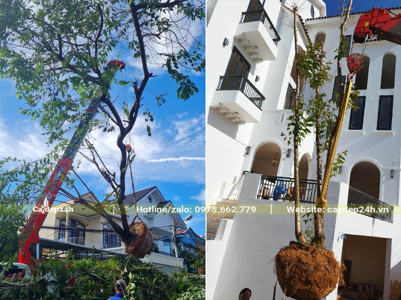 Trồng cay Mai Anh Đào cho sân vườn biệt thự