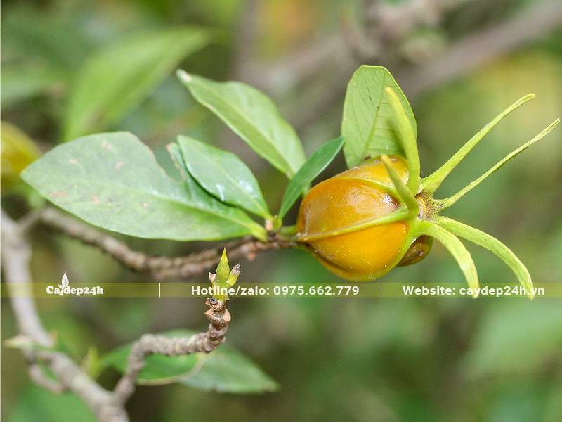 Hình dáng của quả cây Bạch Thiên Hương