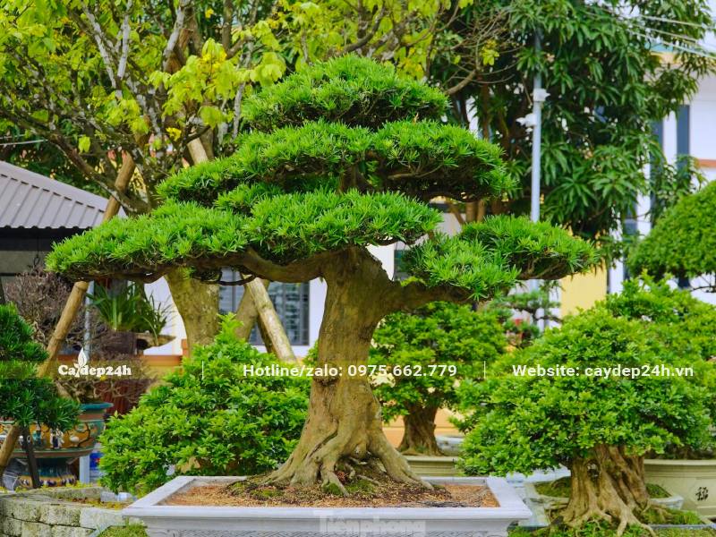 Chậu cây cảnh Tùng La Hán bonsai