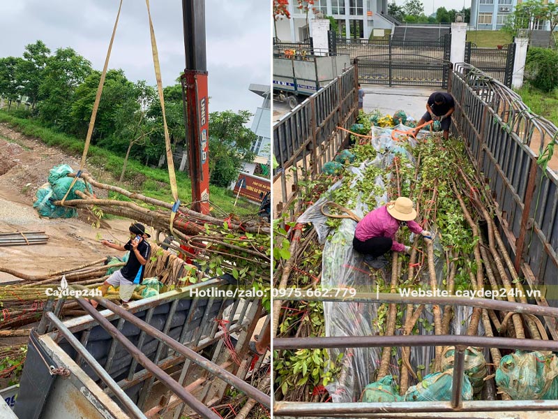 Tập kết và thi công trồng cây Mai Anh Đào cho dự án cảnh quan đô thị