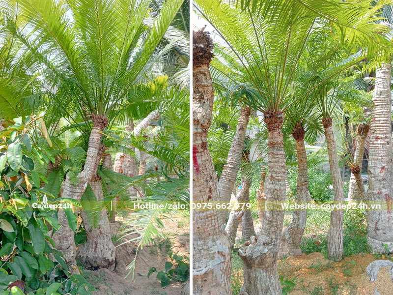 Vườn cây Thiên Tuế lóng thân cao 2m