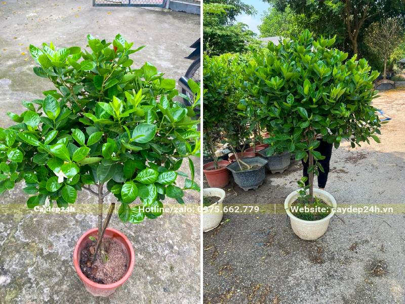 Trồng cây bạch thiên hương trước nhà