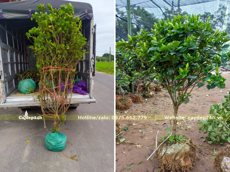 Cây Bạch Thiên Hương lâu năm dưỡng ủ sẵn trong bầu