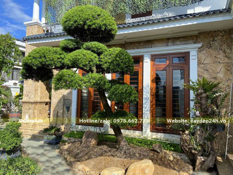 Cây cảnh đẹp dáng nghiêng trồng trước sân vườn biệt thự