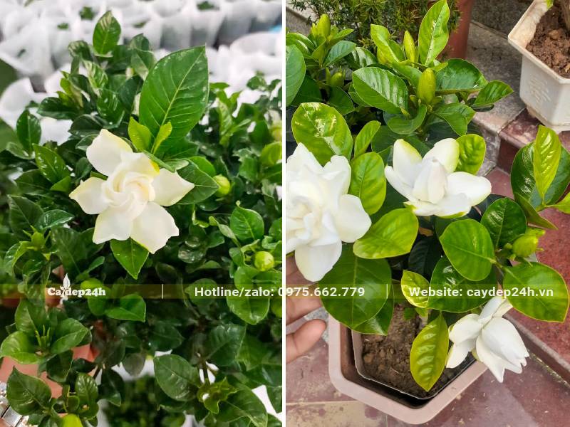 Chậu cây hoa Bạch Thiên Hương nhỏ chiều cao 30 - 50cm