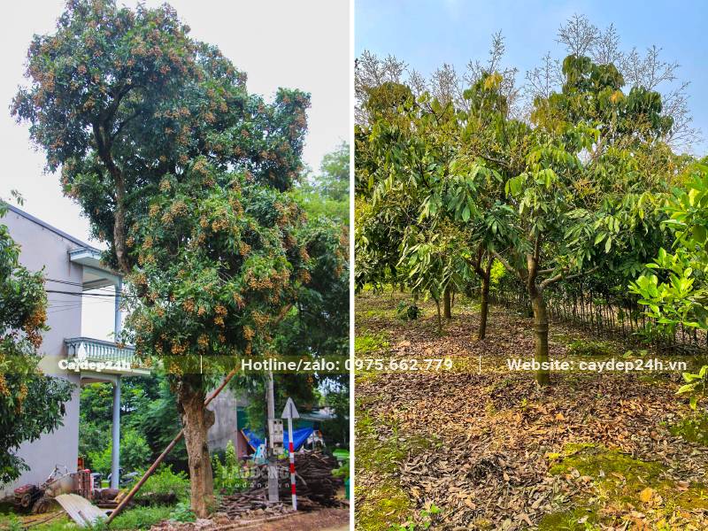 Trồng cây Nhãn trong sân vườn và chuyên canh quy mô lớn