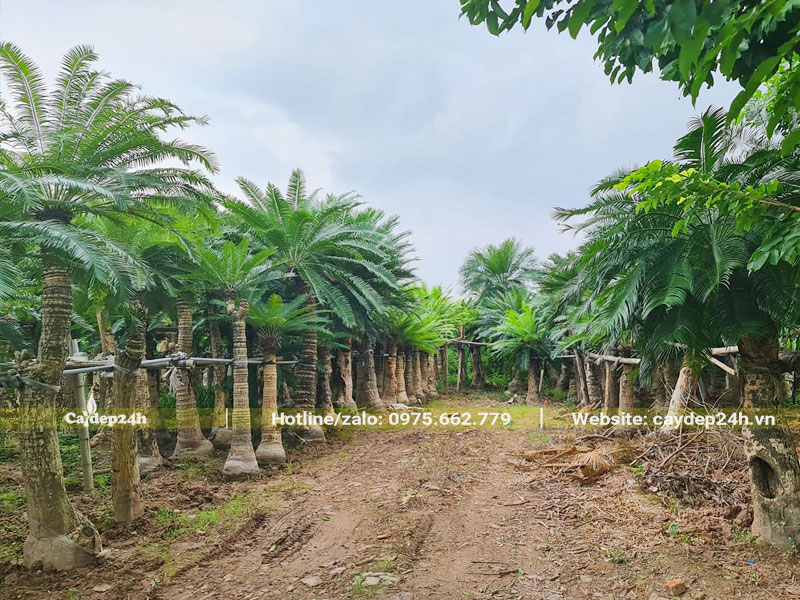 Hàng trăm cây Thiên Tuế đẹp, lóng thân cao từ 2m trở lên