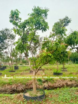 Cây trưởng thành chiều cao hơn 2m
