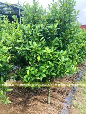 Những luống cây hoa Lan Tiêu cảnh trưởng thành chiều cao khoảng 1m
