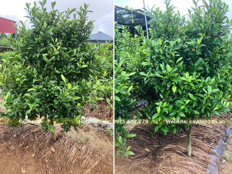 Cây Lan Tiêu đường kính gốc 2cm đã dâm ủ