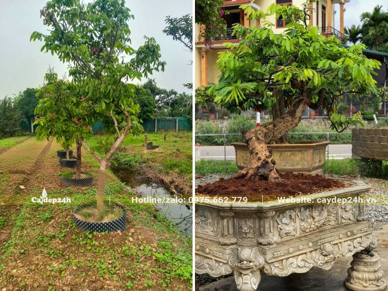 Cây Nhãn bonsai trồng trong chậu cảnh