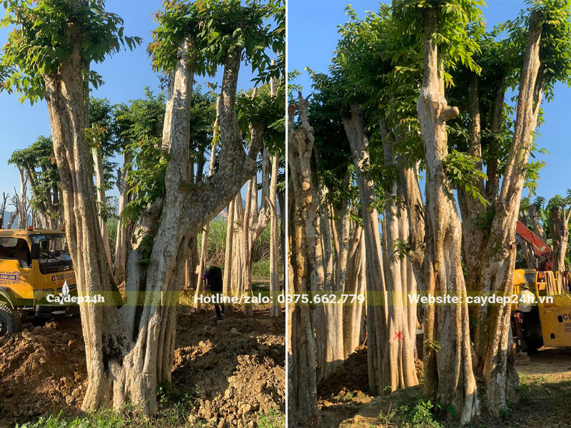 Cây hoa Săng Lẻ cổ thụ đường kính gốc 60 - 80cm