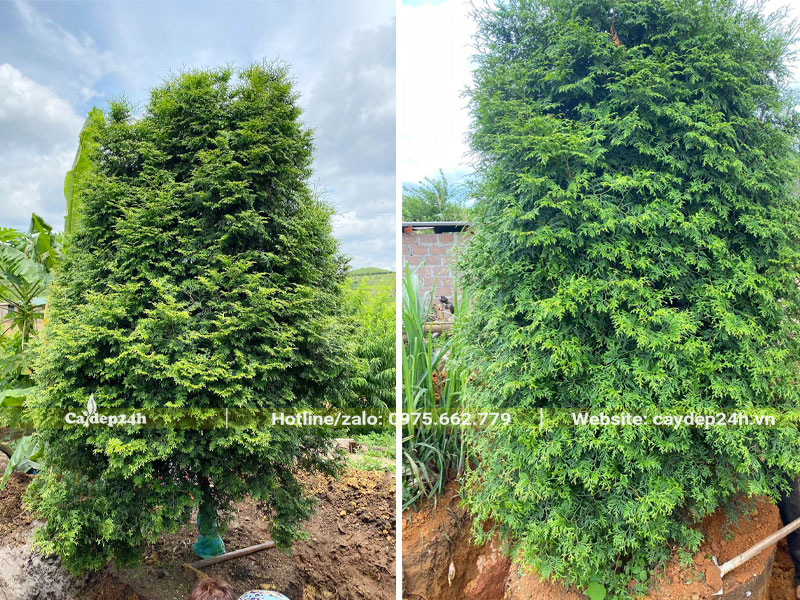 Bứng nóng cây gỗ Bách Xanh cao hơn 2m