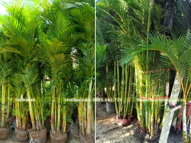 Những khóm Cau Kiểng Vàng mới bứng