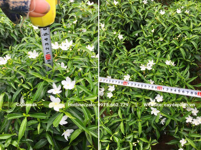 Vườn Mai Vạn Phúc cao 30, đường kính tán 30cm