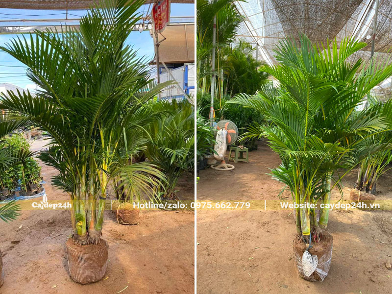 Cua Vàng chiều cao 80 - 100cm mới bứng bầu