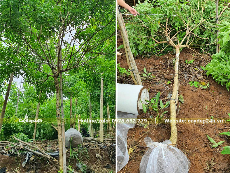 Bứng số lượng lớn cây Huỳnh Liên trưởng thành