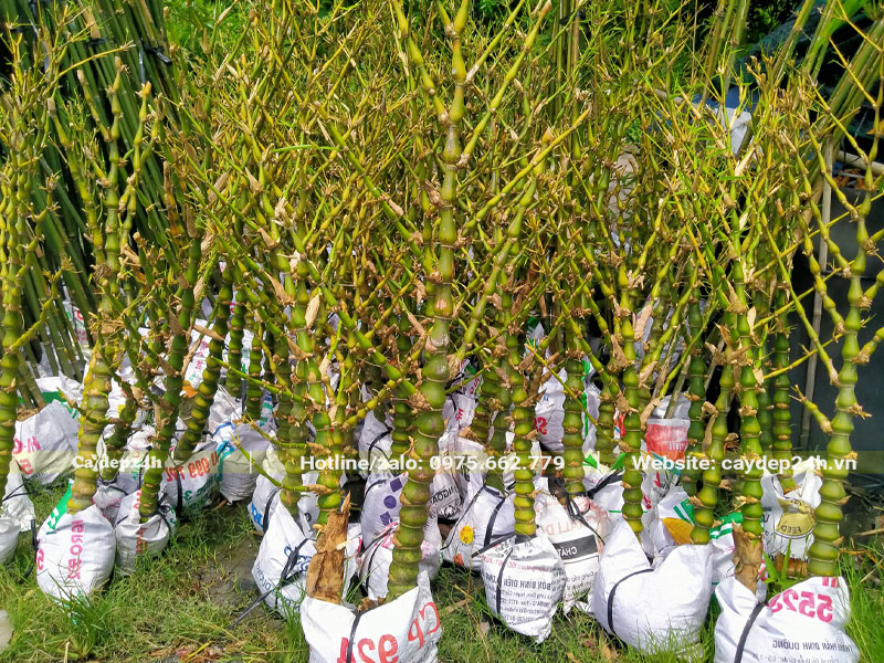 Bứng và bọc bầu cây Trúc Quan Âm