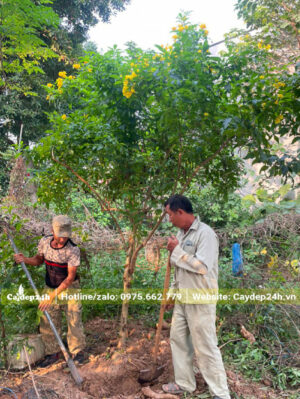 Đào đất, bứng bầu cây Huỳnh Liên công trình cao 2m5