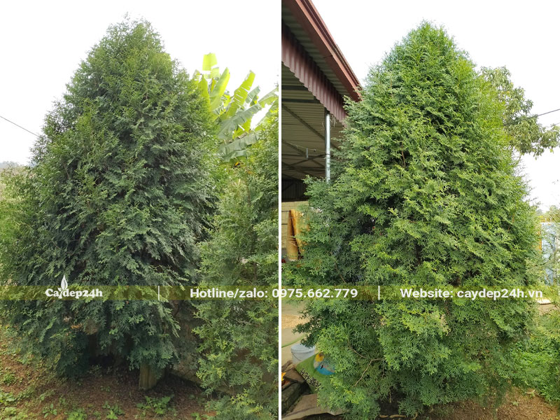 Những cây Bách Xanh trưởng thành chiều cao trên 2m